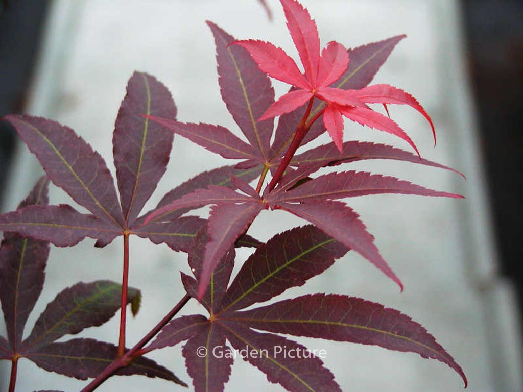 Acer palmatum 'Red Emperor'