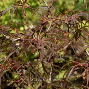 Acer palmatum 'Red Falcon'