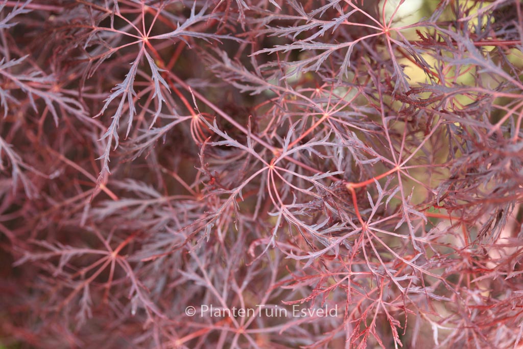 Acer palmatum 'Red Feathers'