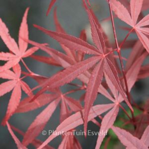 Acer palmatum 'Red Planet'