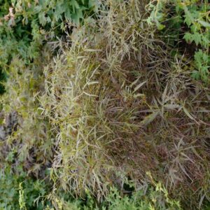 Acer palmatum 'Red Pygmy'