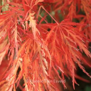 Acer palmatum 'Red Strata A'