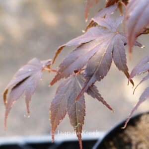 Acer palmatum 'Red Wonder'