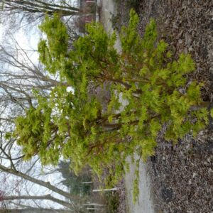 Acer palmatum 'Red Wood'