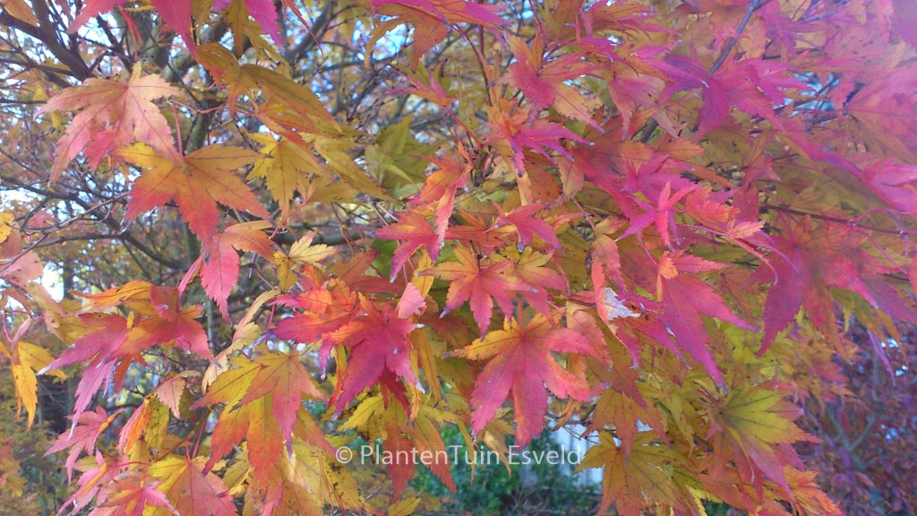 Acer palmatum 'Rising Sun'