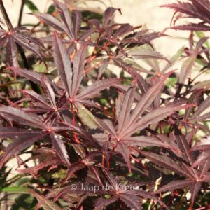 Acer palmatum 'Rite of Spring'