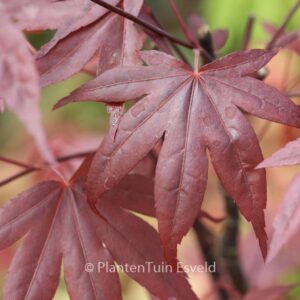 Acer palmatum 'Roter Stern'