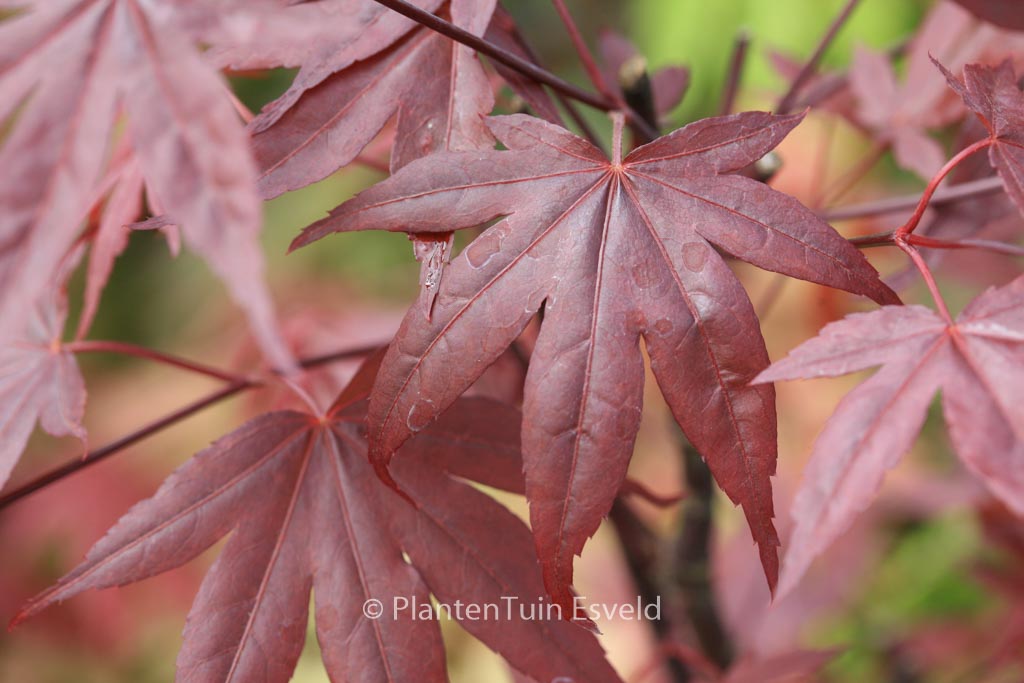 Acer palmatum 'Roter Stern'