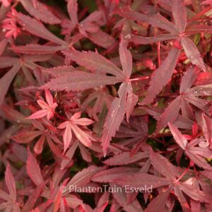 Acer palmatum 'Royle'