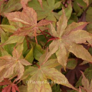 Acer palmatum 'Rugose'