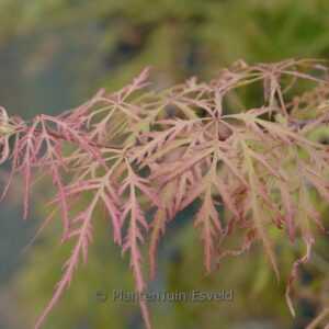Acer palmatum 'Russet Lace Leaf'