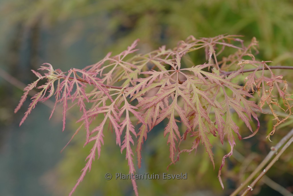 Acer palmatum 'Russet Lace Leaf'