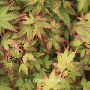 Acer palmatum 'Saiho'