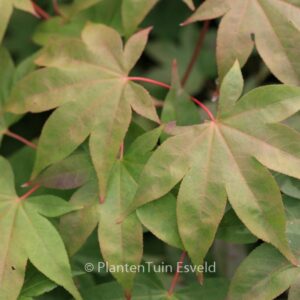 Acer palmatum 'Sainan-in-beni'