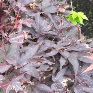 Acer palmatum 'Samarzam' (SAMURAI SWORD)
