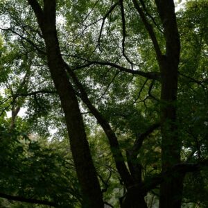 Acer palmatum 'Sazanami'