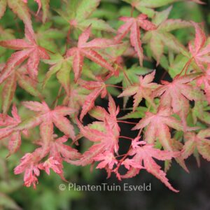 Acer palmatum 'Seigen'