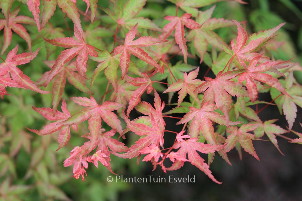 Acer palmatum 'Seigen'