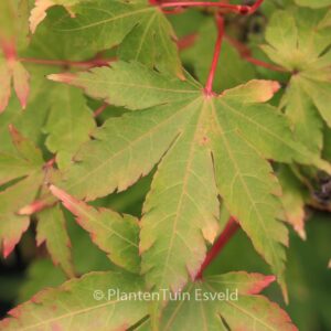 Acer palmatum 'Senski'