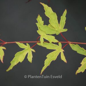 Acer palmatum 'Seuss's Sister'