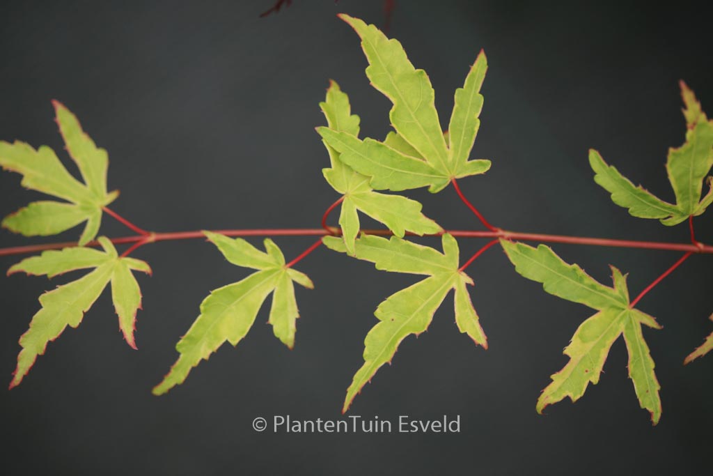 Acer palmatum 'Seuss's Sister'