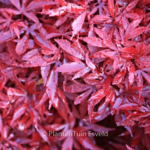 Acer palmatum 'Shaina'