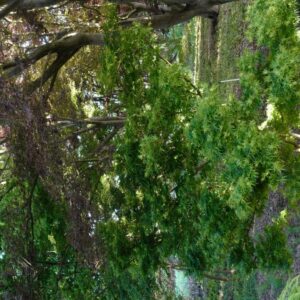 Acer palmatum 'Sharp's Pygmy'