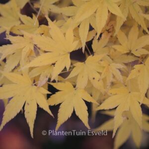 Acer palmatum 'Shidava Gold'