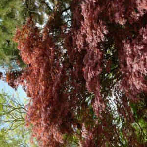 Acer palmatum 'Shikage-ori-nishiki'