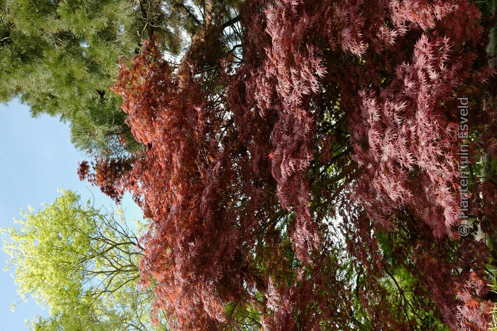 Acer palmatum 'Shikage-ori-nishiki'
