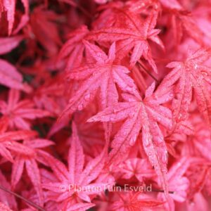 Acer palmatum 'Shin-de-shohjoh'