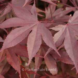 Acer palmatum 'Shin-koba-shojo'