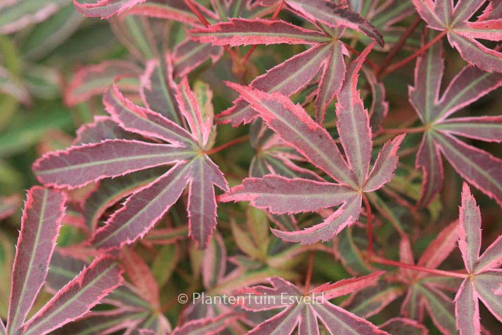Acer palmatum 'Shirazz'