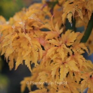 Acer palmatum 'Shishi-gashira'