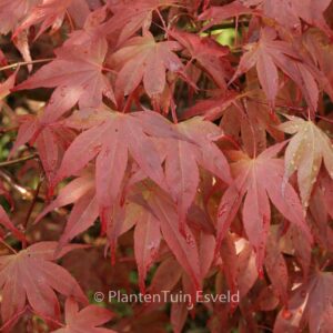 Acer palmatum 'Shishighosan'