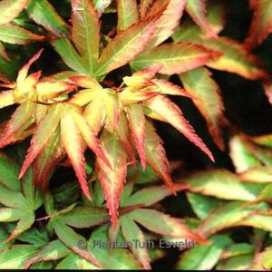 Acer palmatum 'Shishio hime'
