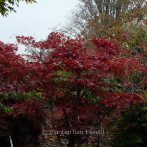Acer palmatum 'Shohjoh-nomura'