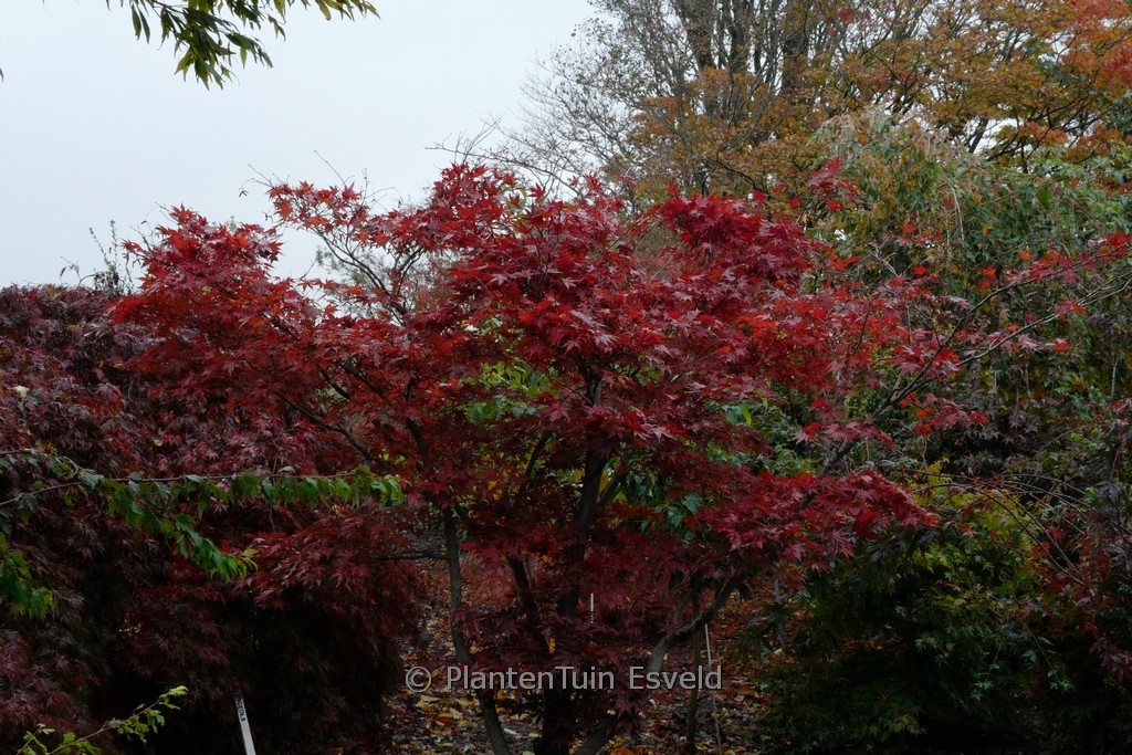 Acer palmatum 'Shohjoh-nomura'