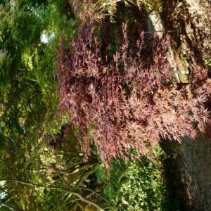 Acer palmatum 'Shohjoh'