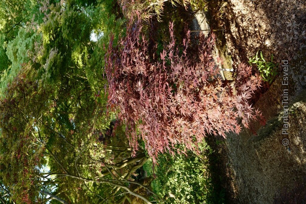 Acer palmatum 'Shohjoh'
