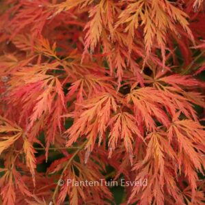 Acer palmatum 'Shojo-shidare'
