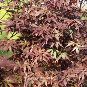 Acer palmatum 'Skeeter's Broom'