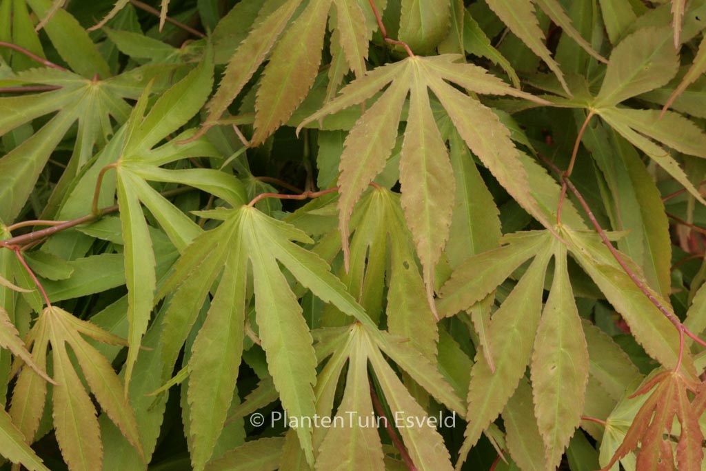 Acer palmatum 'Soma-no-kawa'