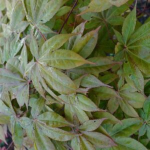 Acer palmatum 'Soni'