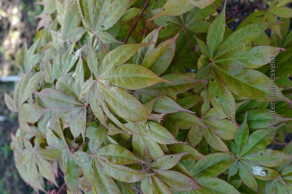 Acer palmatum 'Soni'