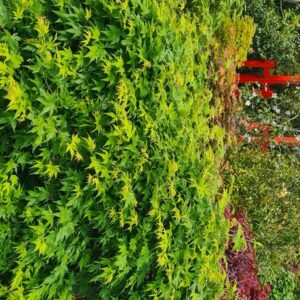 Acer palmatum 'Sonkootgre' (GOING GREEN)