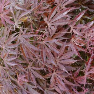Acer palmatum 'St. Jean'