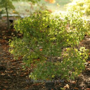 Acer palmatum 'Stanley's Unknown'