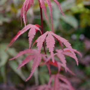 Acer palmatum 'Sumi-nagare'