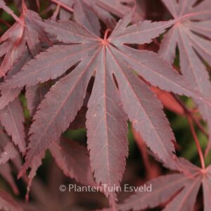Acer palmatum 'Sumi-nagashi'